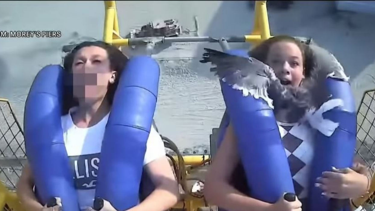 Screaming New Jersey Teen Gets A Face Full Of Seagull On Amusement Park's Slingshot Ride