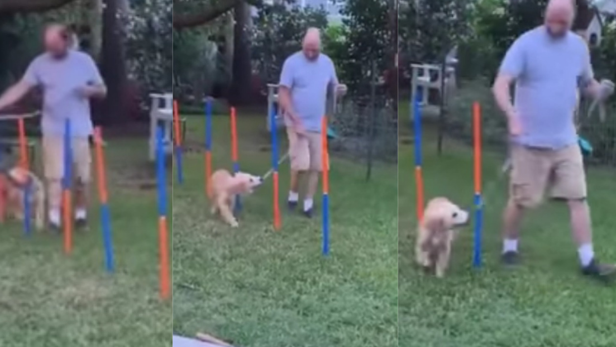 Golden Retriever Puppy's Hilariously Disastrous Attempt At Obstacle Course Is An Instant Classic