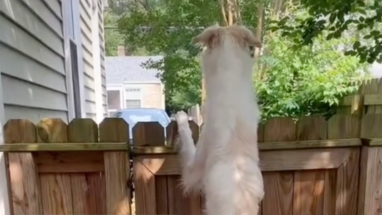 TikTok Stunned After Owner Posts Viral Video Of Their Tall Dog Standing To Look Over A Fence