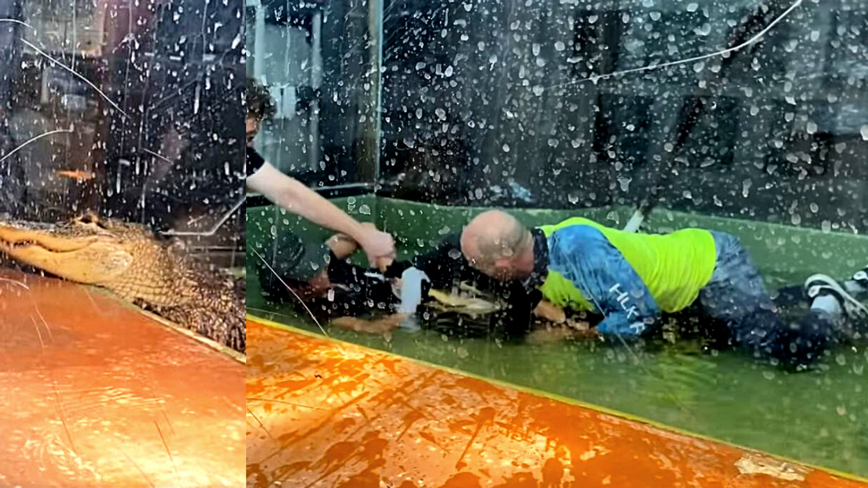 Guy Leaps In To Help Handler After Alligator Bites Her Hand And Drags Her Into Tank In Tense Video