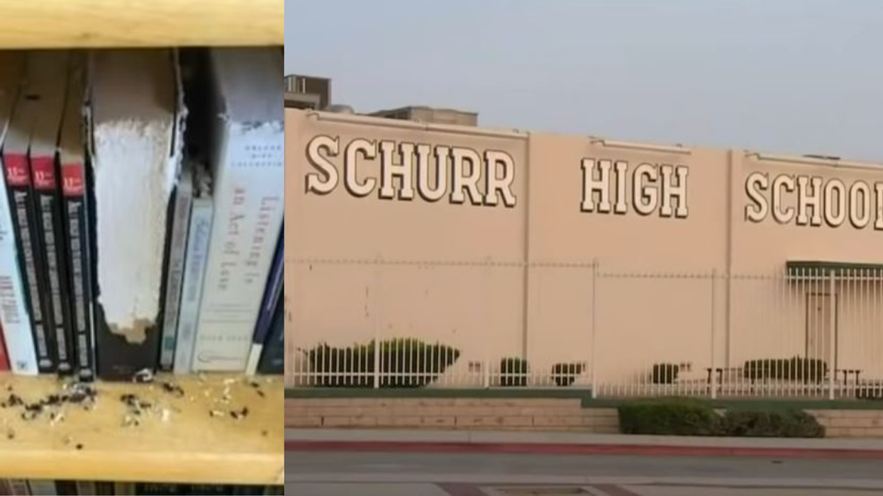 California School Forced To Delay Reopening After Discovering It's 'Completely Taken Over By Rats'