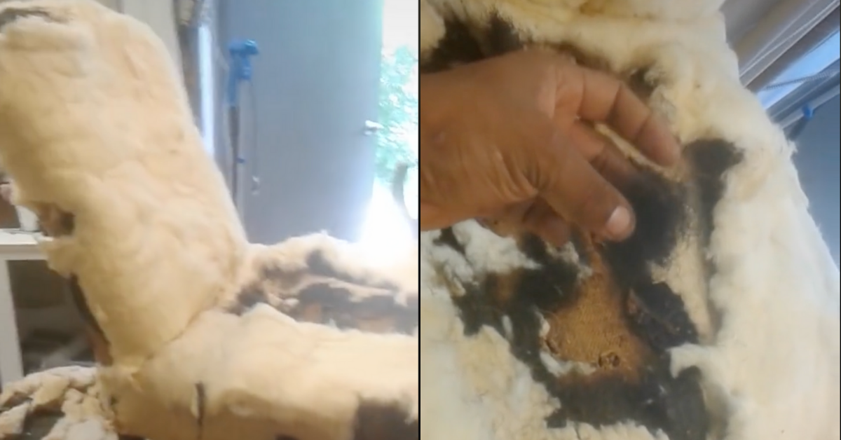 Video Of Furniture Restorer Discovering 200-Year-Old Chair Is Filled With Slave Hair Horrifies TikTok