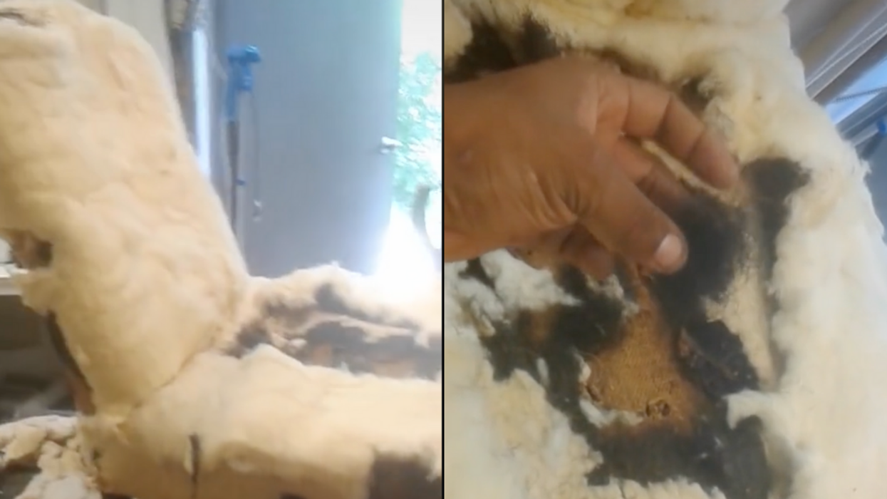 Video Of Furniture Restorer Discovering 200-Year-Old Chair Is Filled With Slave Hair Horrifies TikTok