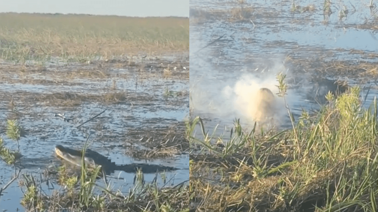 TikTokers Stunned After Alligator Leaps Up And Snatches Drone Hovering Above It—And Eats It