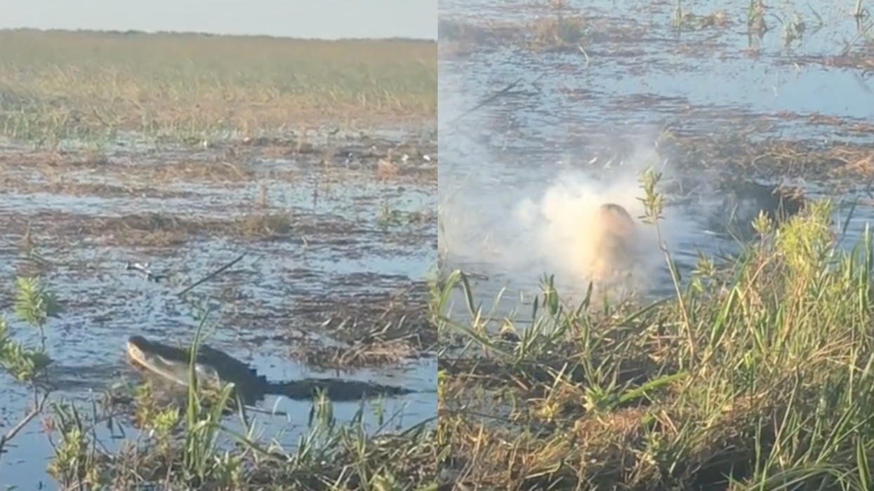 TikTokers Stunned After Alligator Leaps Up And Snatches Drone Hovering Above It—And Eats It