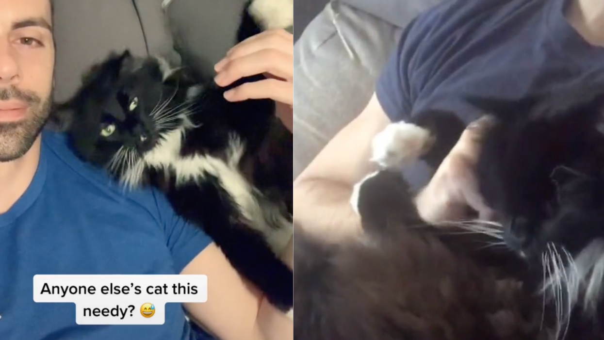 Guy Breaks The News To His Cat That He's Actually A Cat—And His Reaction Is Priceless