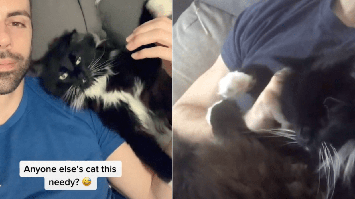 Guy Breaks The News To His Cat That He's Actually A Cat—And His Reaction Is Priceless