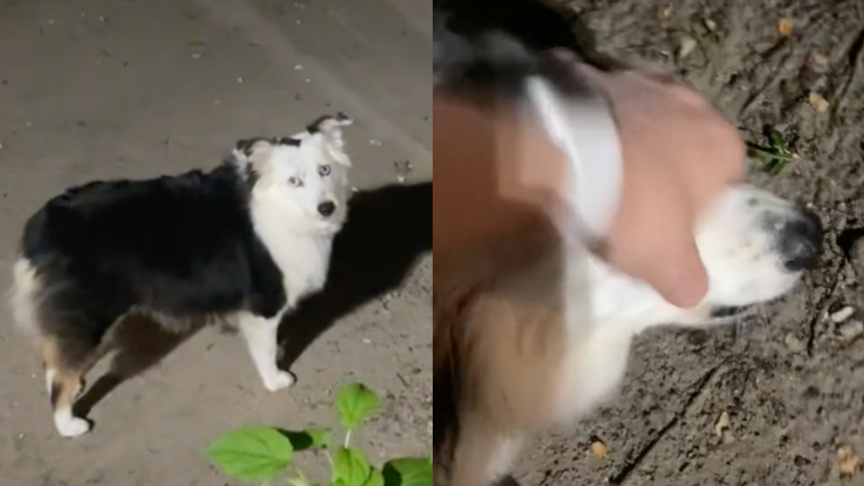 Woman Gets An Unpleasant Surprise After Checking On Why Her Dog's Mouth Is Loudly Buzzing