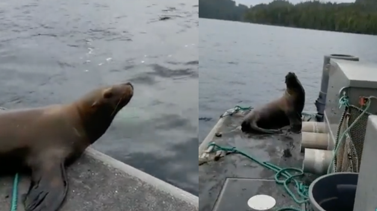 Woman Sparks Debate After Trying To Kick Sea Lion Off Her Boat As Several Orcas Surround It