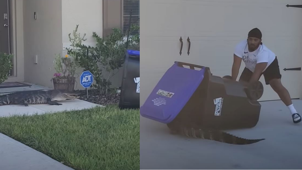 Florida Man Uses Trash Bin To Capture Alligator Roaming Outside House In Tense Viral Video