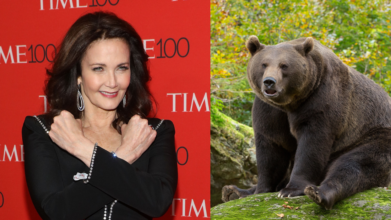 Lynda Carter Has Gay Twitter In Stitches After Misunderstanding What 'Fat Bear Week' Actually Was