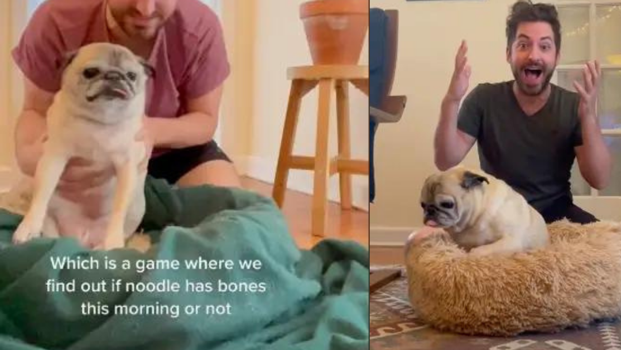 Guy Uses His Elderly Pug To Predict If It's A 'No Bones Day'—And It's Actually Adorably Genius
