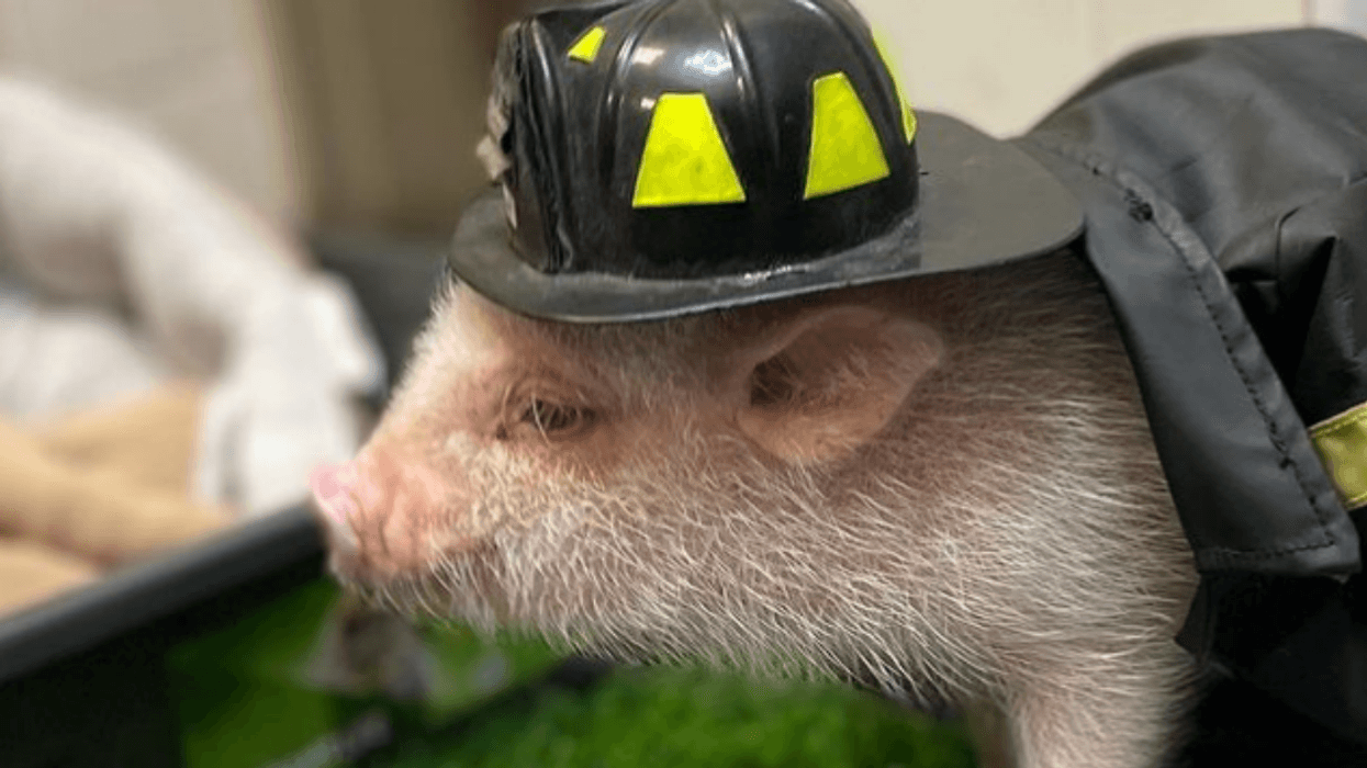 Fans Distraught After Adorable Instagram Celebrity Penny The Fire Pig Comes Out As Anti-Vaxx