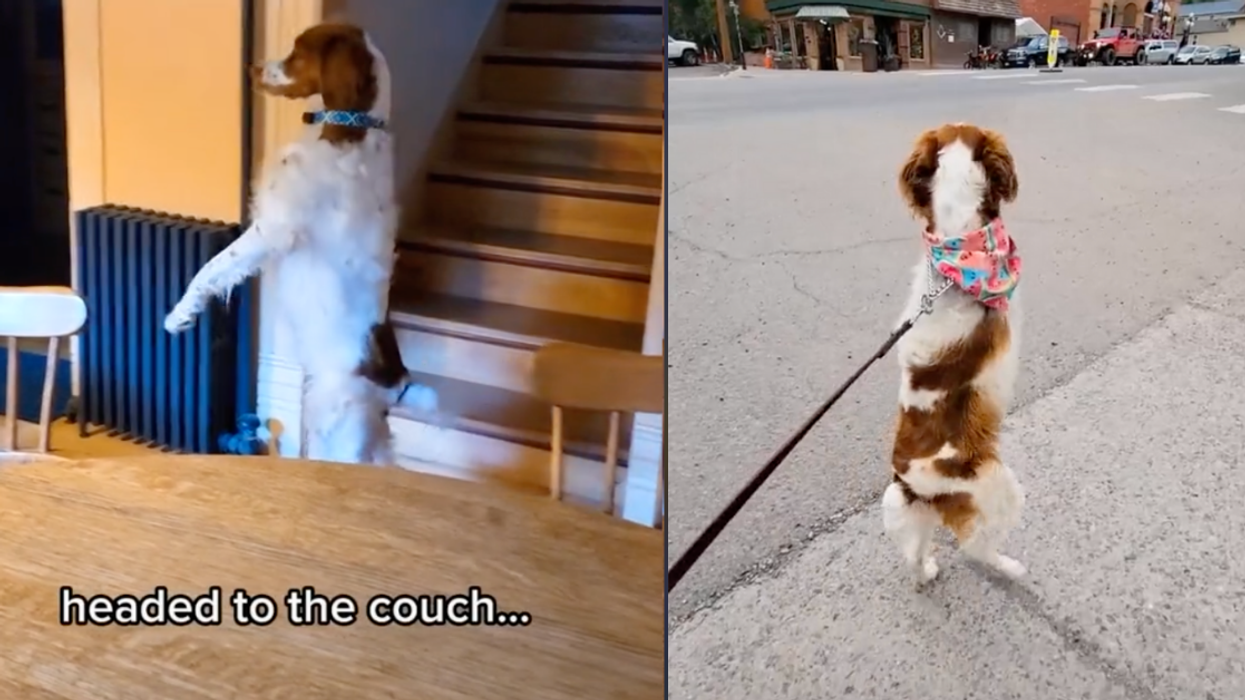 Dog Who Walks Upright Like A Human After Losing His Leg In An Accident Becomes TikTok Sensation
