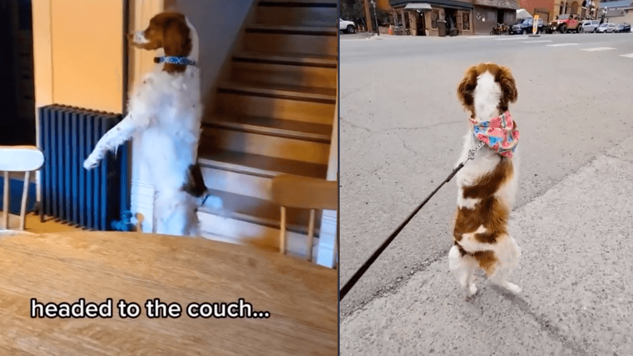 Dog Who Walks Upright Like A Human After Losing His Leg In An Accident Becomes TikTok Sensation