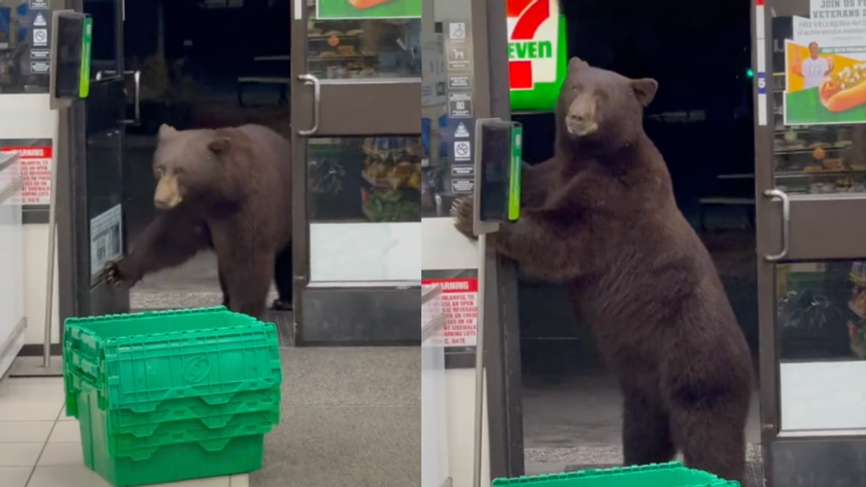 7-Eleven Worker Panics After Bear Decides To Come Into Store Looking For A Snack In Viral Video