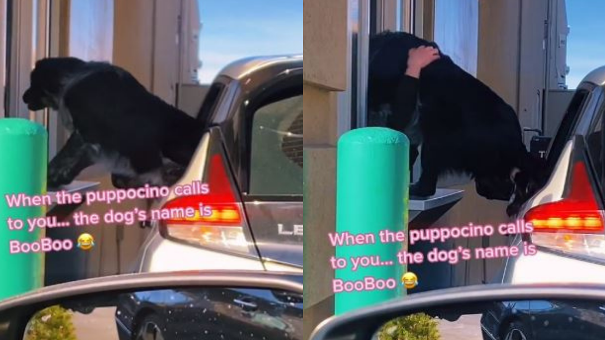 Video Of Dog Climbing Out Of Car And Into Starbucks Drive-Thru Window Sparks Safety Debate