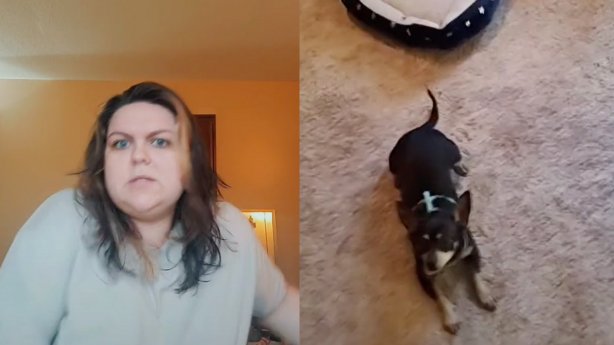 Woman Hilariously Stunned After Realizing Her Newly-Adopted Dog Only Understands Spanish