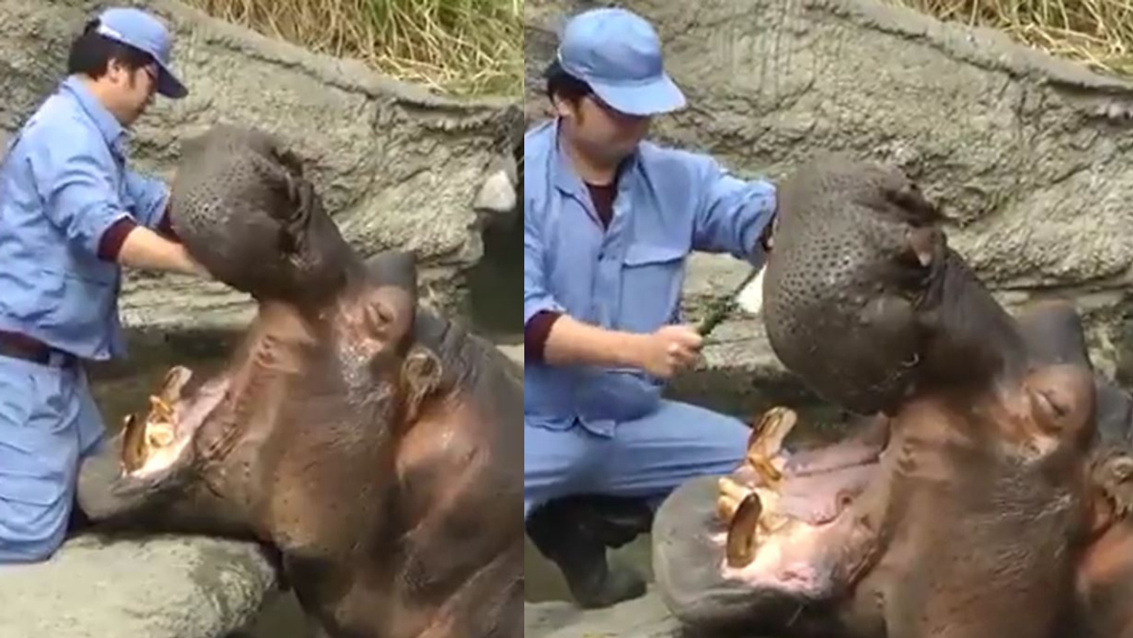 Viral Video Of A Zoo Worker Casually Cleaning A Hippo's Teeth Has Twitter Totally Mesmerized