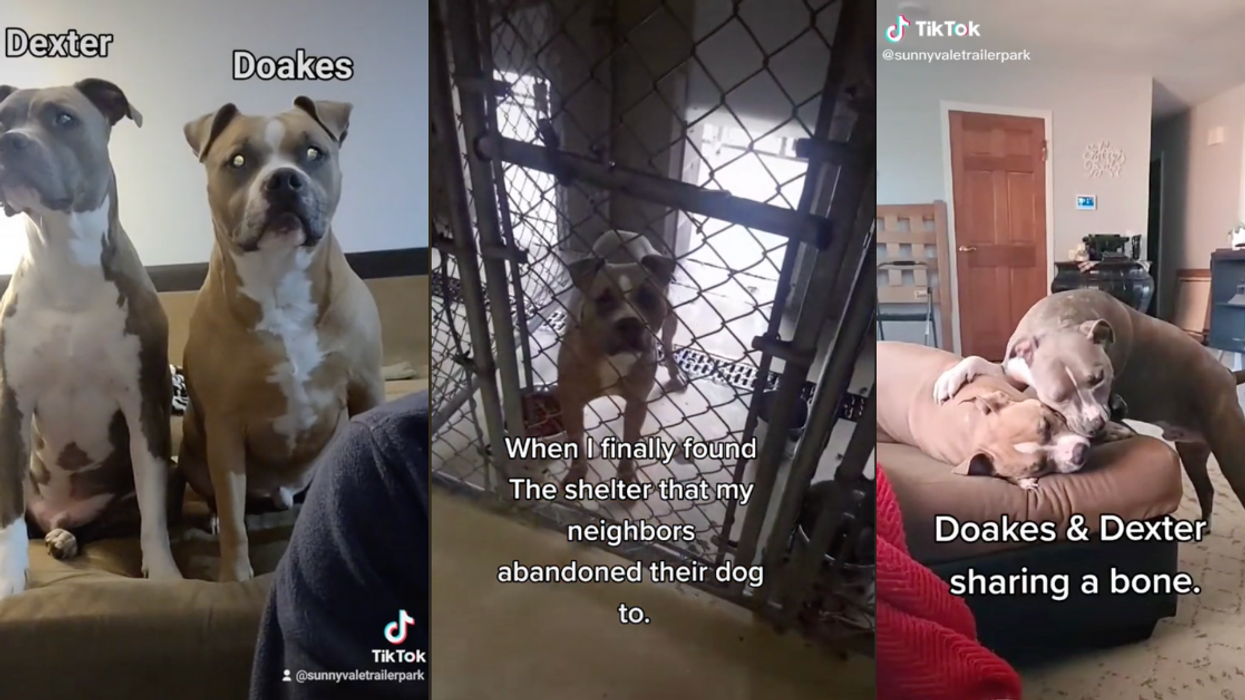 Guy Searches Shelters To Find Neighbors' Abandoned Dog—And Their Reunion Has TikTok In Tears