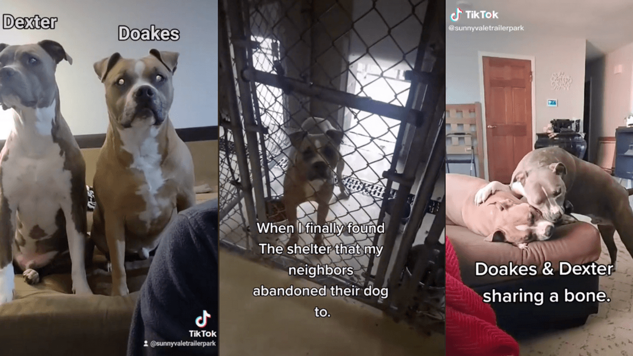 Guy Searches Shelters To Find Neighbors' Abandoned Dog—And Their Reunion Has TikTok In Tears