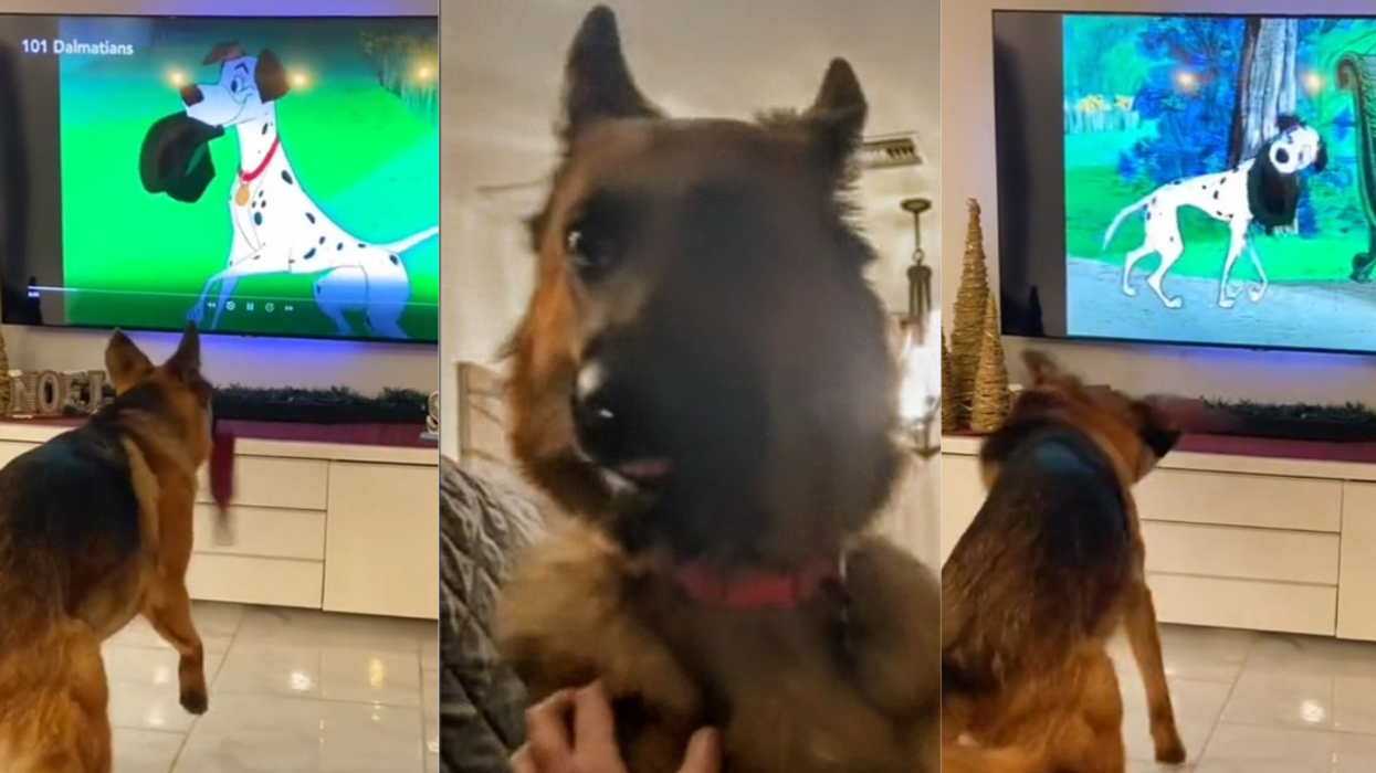 Viral Video Of Sweet German Shepherd Acting Along With '101 Dalmations' Dog Is Everything