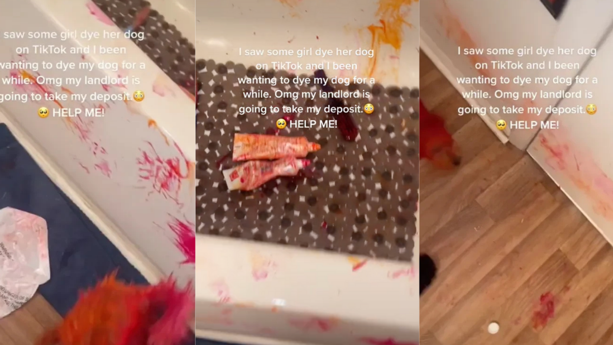 TikToker Sparks Animal Cruelty Debate After Disastrous Attempt At Dyeing Her Dog's Fur Red
