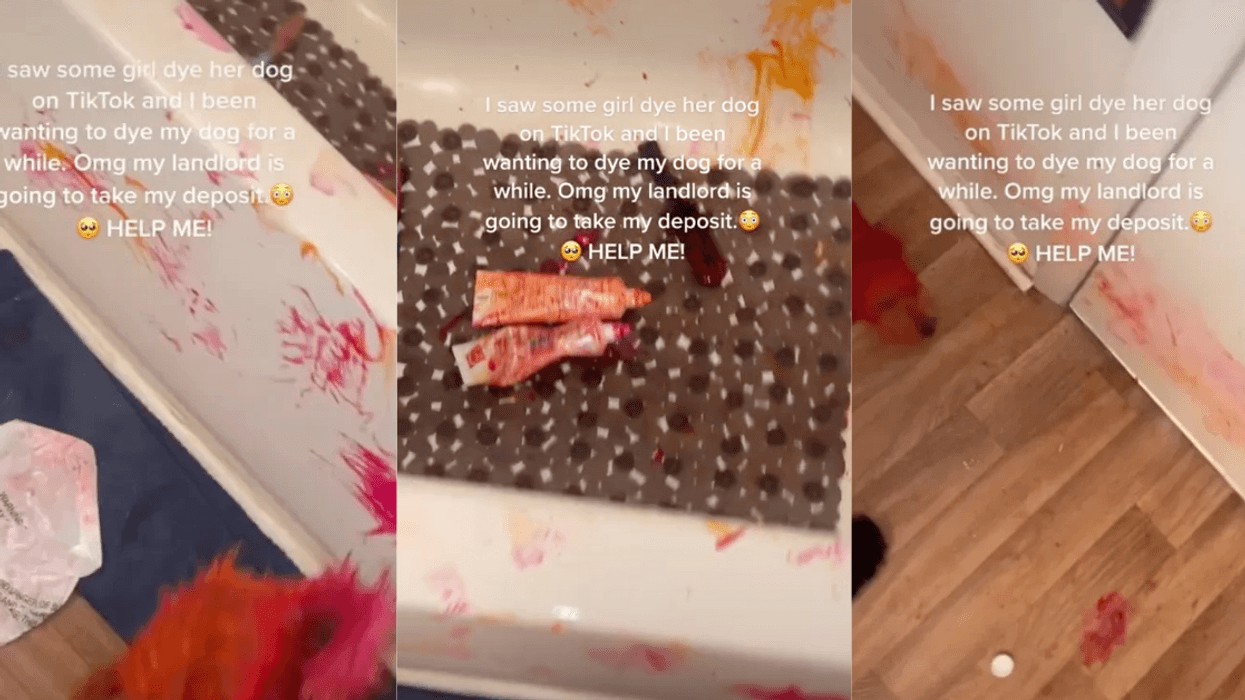 TikToker Sparks Animal Cruelty Debate After Disastrous Attempt At Dyeing Her Dog's Fur Red