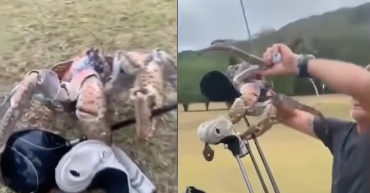 Massive Robber Crab Freaks Out Golfers And Snaps A Golf Club In Half With Its Claws In Surreal Video