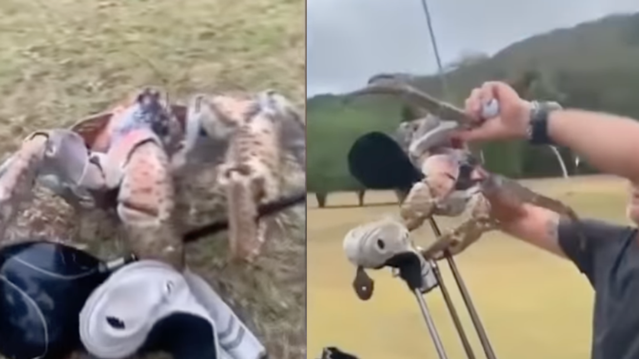 Massive Robber Crab Freaks Out Golfers And Snaps A Golf Club In Half With Its Claws In Surreal Video