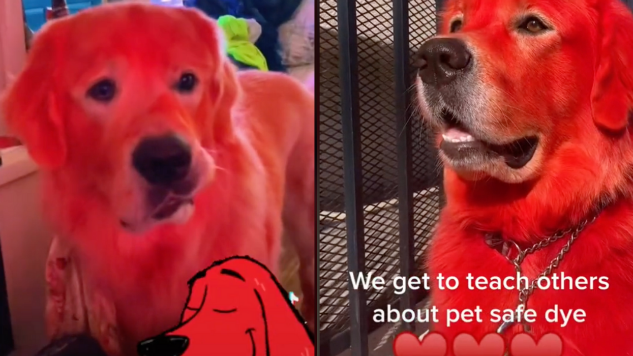 TikToker Responds To Critics After Facing Backlash For Dyeing Her Dog's Fur Bright Red