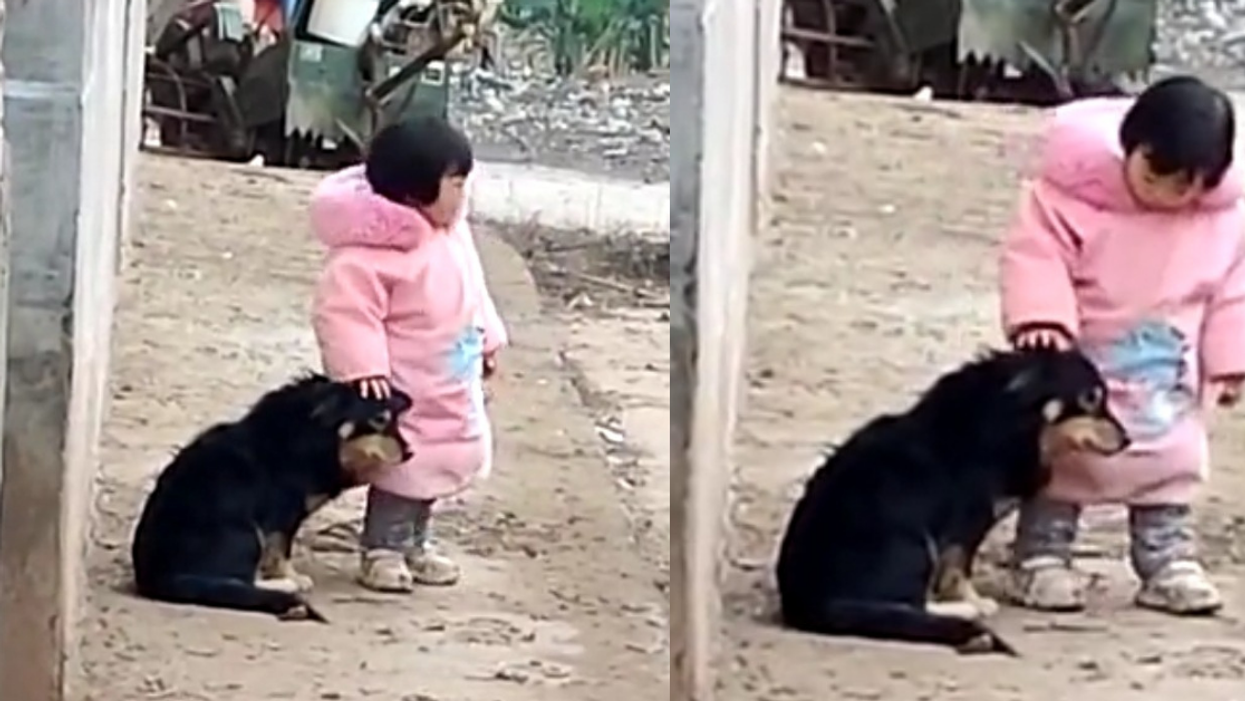 Little Girl Goes Viral After Covering Her Scared Dog's Ears During Chinese New Year Fireworks In Sweet Video