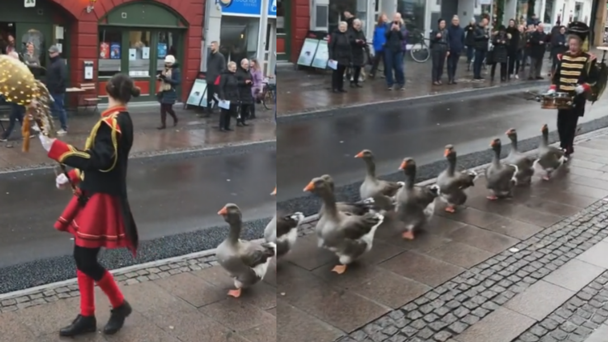 Viral TikTok Of A Group Of Geese Marching In Adorable Parade Has People Clamoring For More