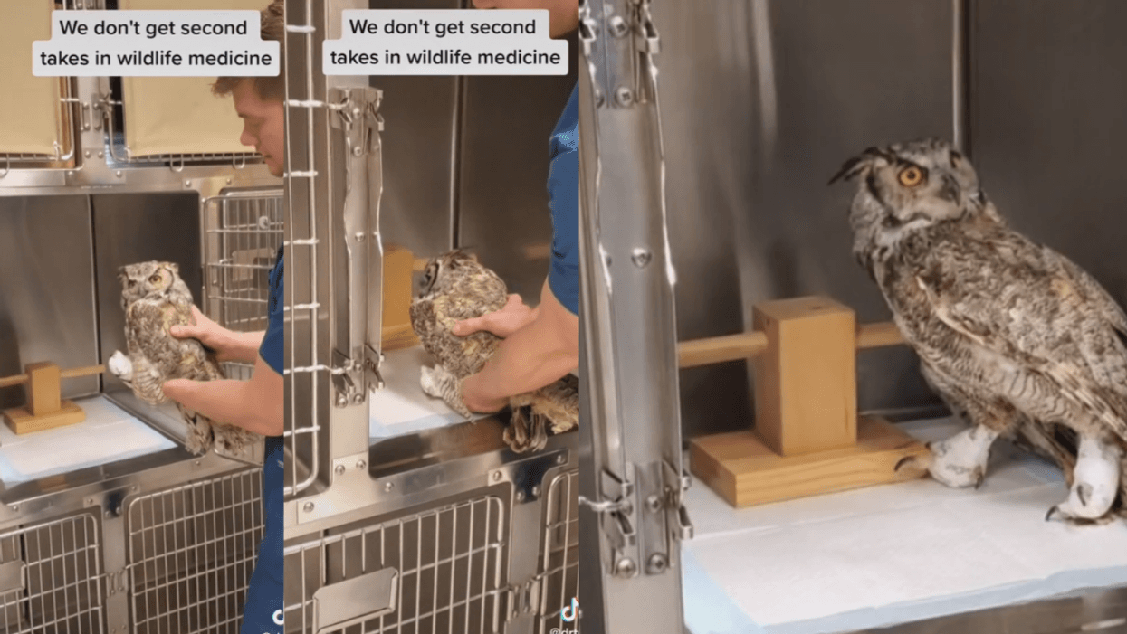 Video Of Owl Waking Up From Anesthesia After Surgery And Promptly Faceplanting Has TikTok LOLing