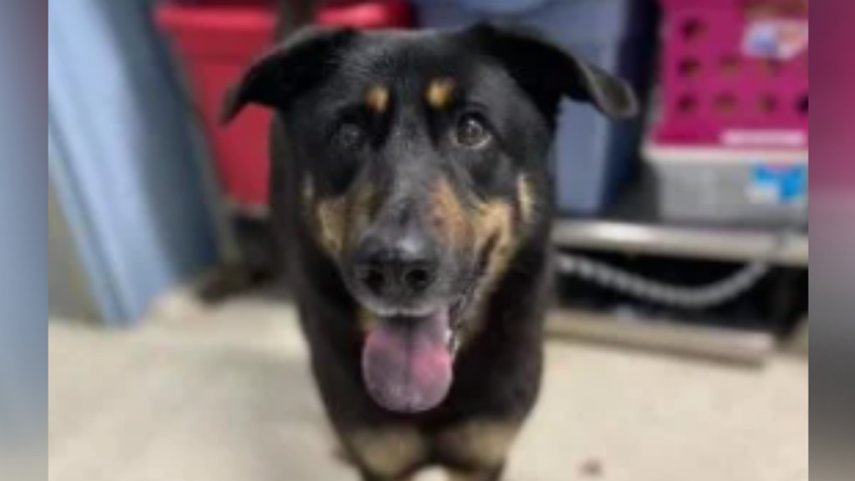 Sweet Dog Abandoned At North Carolina Shelter After His Owners Complained That He's 'Gay'