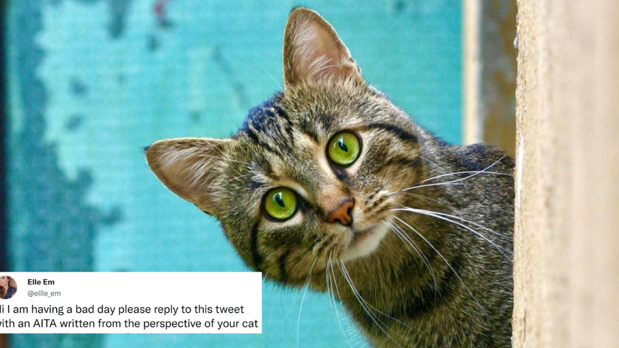 Twitter Users Are Writing 'Am I The A**hole' Posts From The Perspective Of Their Cats—And It's Everything