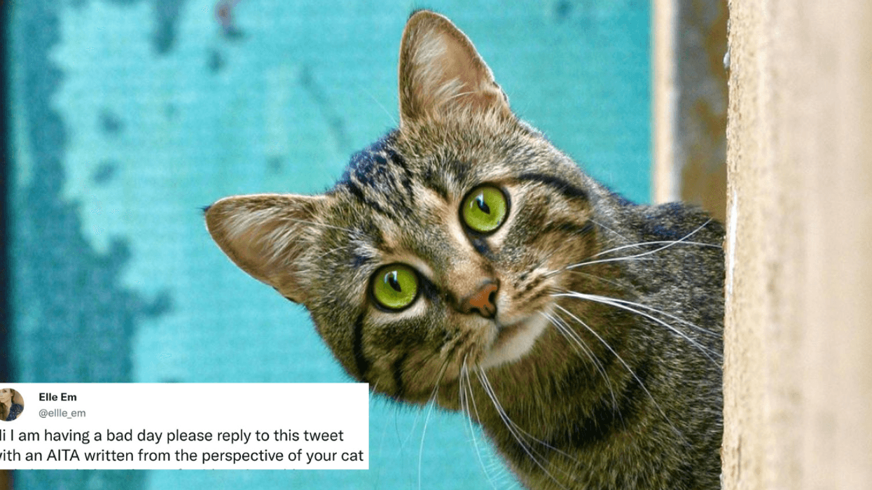 Twitter Users Are Writing 'Am I The A**hole' Posts From The Perspective Of Their Cats—And It's Everything