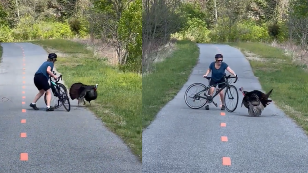 Aggressive Wild Turkey Who's Been Terrorizing DC Trail Goes After Woman On Bike In Surreal Video