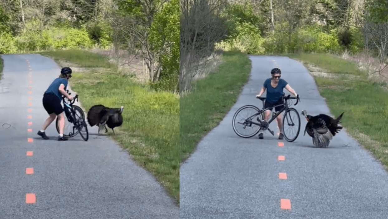 Aggressive Wild Turkey Who's Been Terrorizing DC Trail Goes After Woman On Bike In Surreal Video