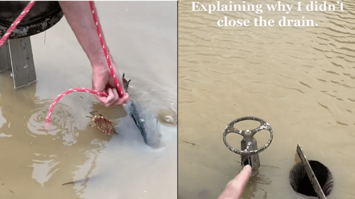 Guy Saves Helpless Turtle Stuck In Flooded Pond's Drain Valve—Only To Be Criticized By TikTok