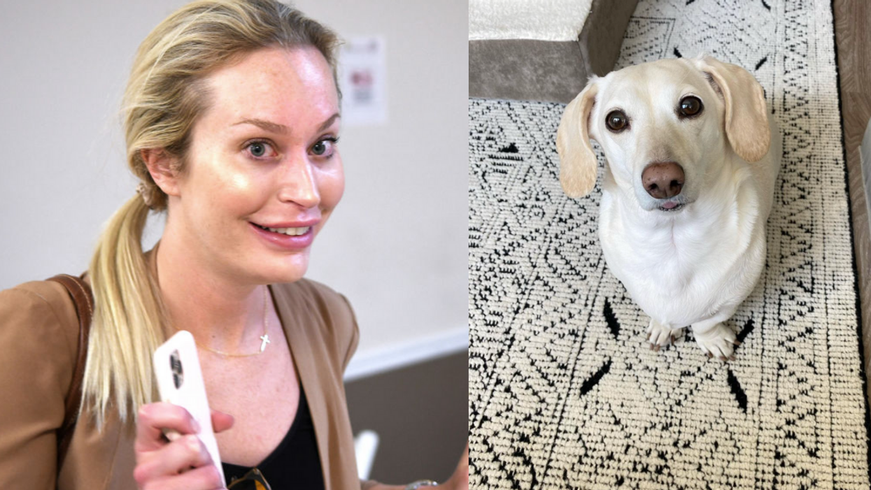 DeSantis Spokeswoman Dragged For Believing Fake Article About 'Homophobic' Dachshund Is Real