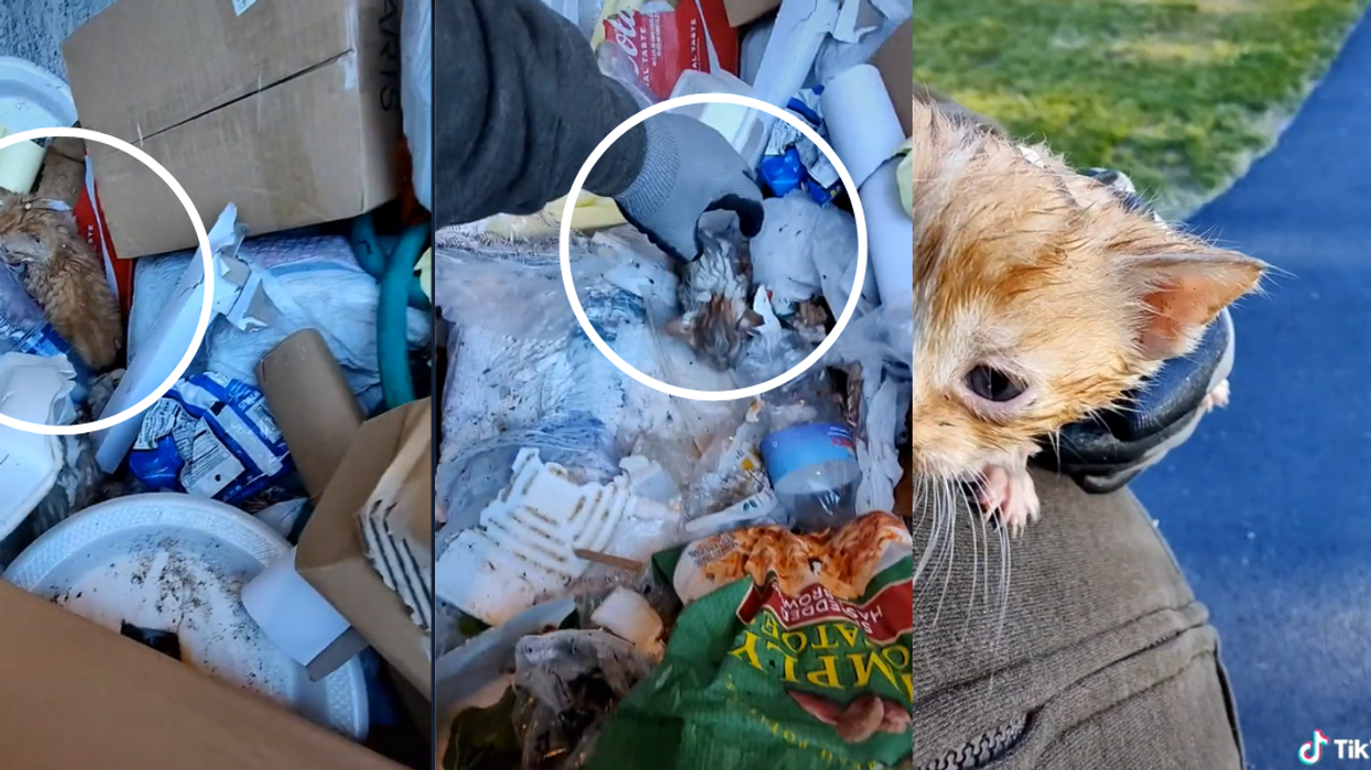 Garbage Man Furious After Rescuing Three Helpless Kittens From His Truck's Trash Compactor