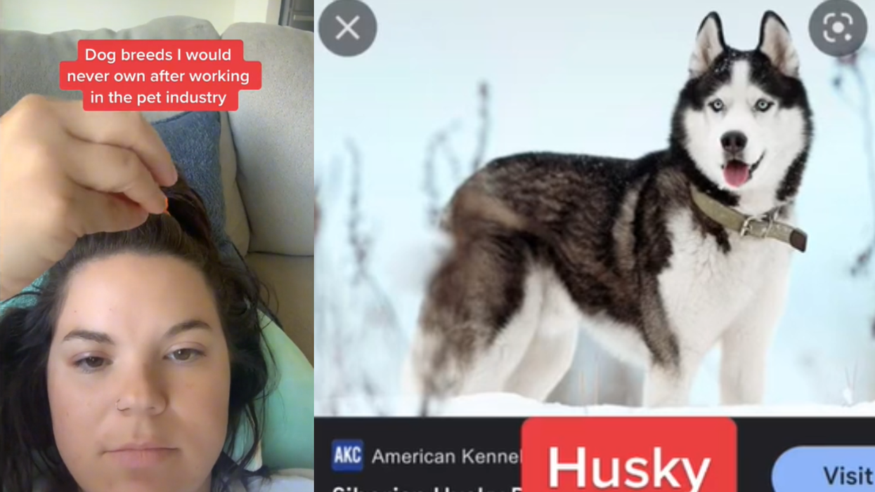 Pet Industry Worker Sparks Debate After Explaining The Five Dog Breeds She Would Never Own