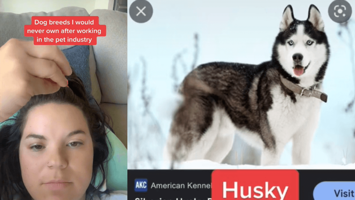 Pet Industry Worker Sparks Debate After Explaining The Five Dog Breeds She Would Never Own