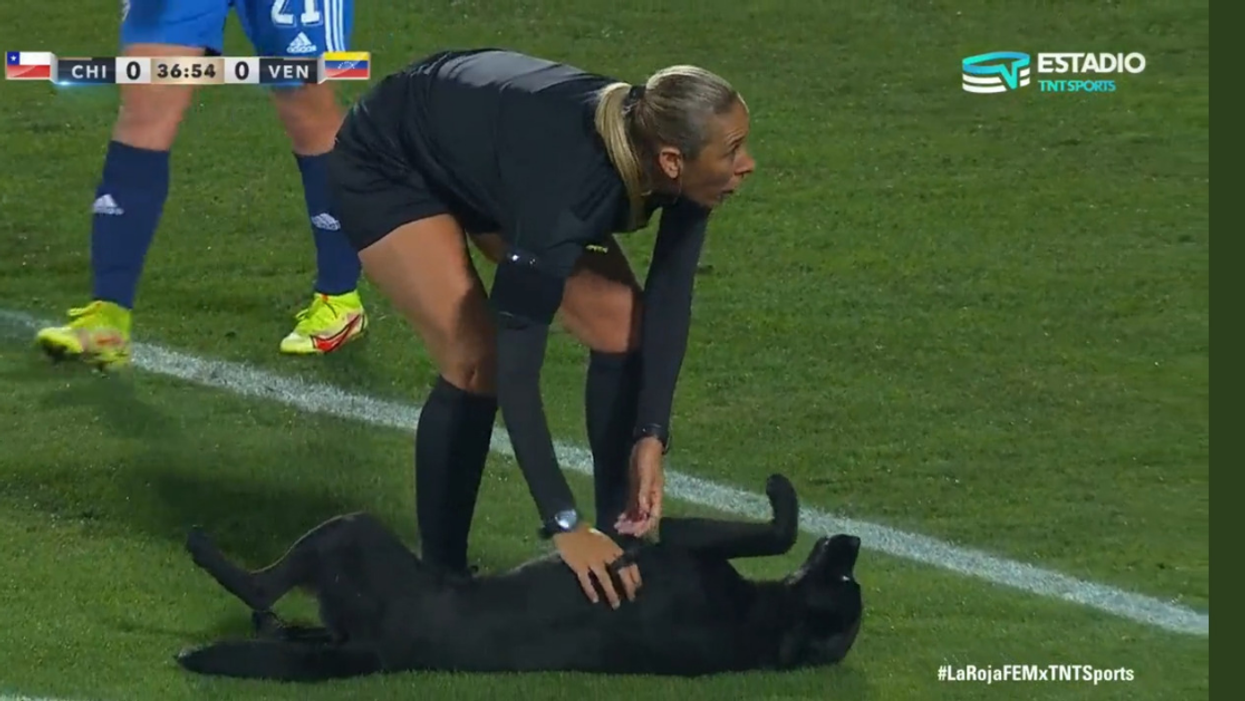 Adorable Dog Storms International Soccer Match To Demand Belly Rubs—And Has To Be Carried Off