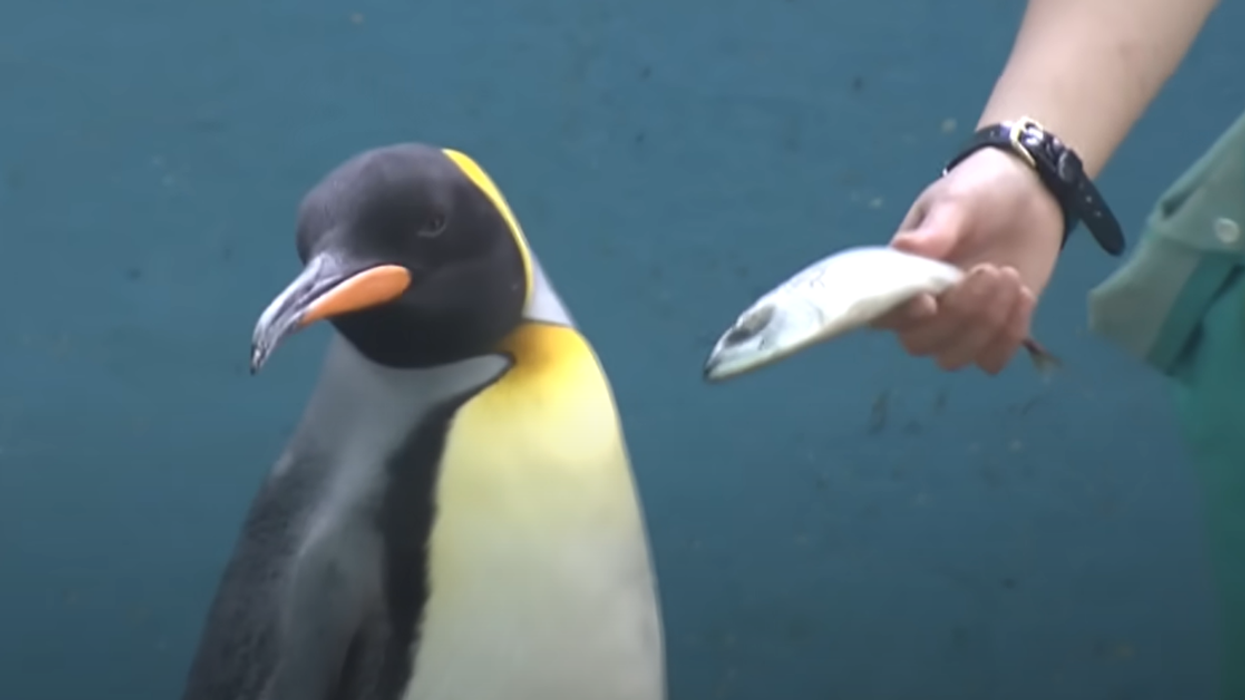 Video Of Penguins At Japanese Zoo Refusing To Eat Cheaper Fish Has The Internet In Stitches
