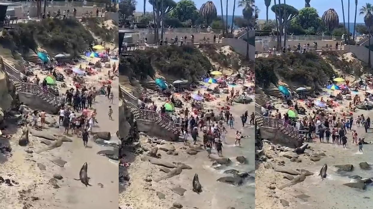 Angry Sea Lions Chase Off Frightened Beachgoers During Mating Season In Hilarious Viral Video