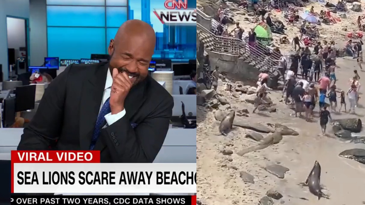 CNN Anchor Laughs So Hard He Can Barely Speak During Report On Sea Lions Chasing Beachgoers