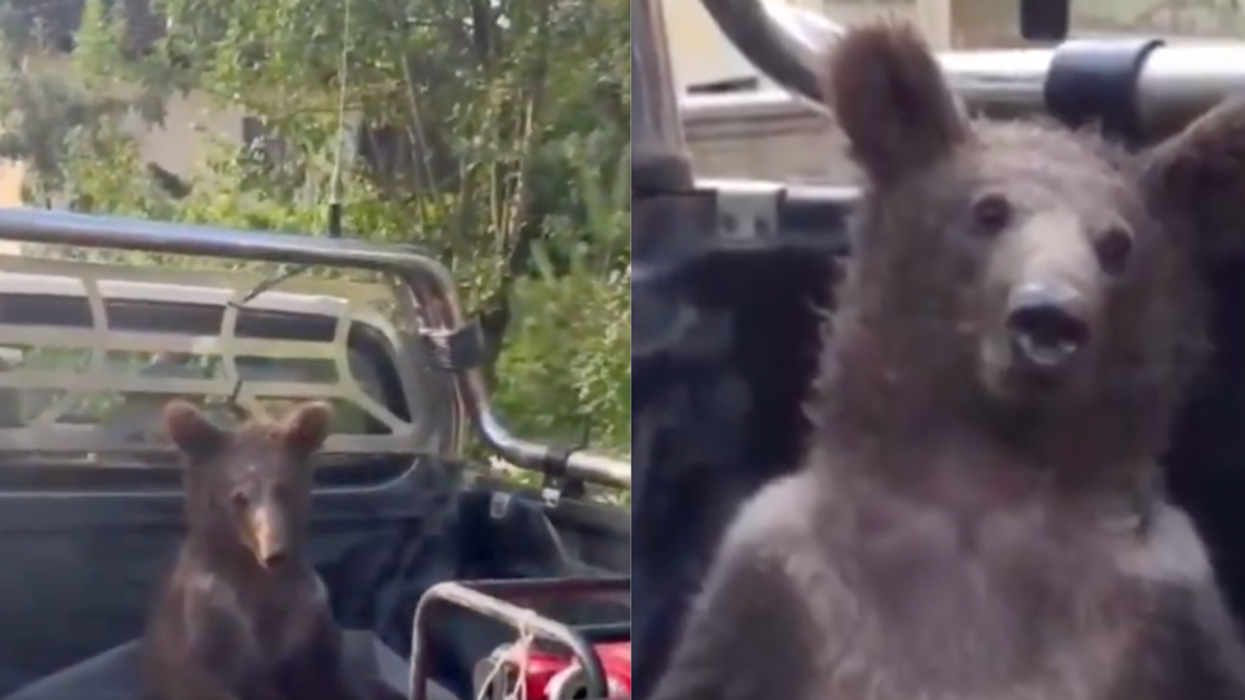 Wild Video Captures Bear Cub In Back Of A Truck After Getting 'High' On Hallucinogenic Honey