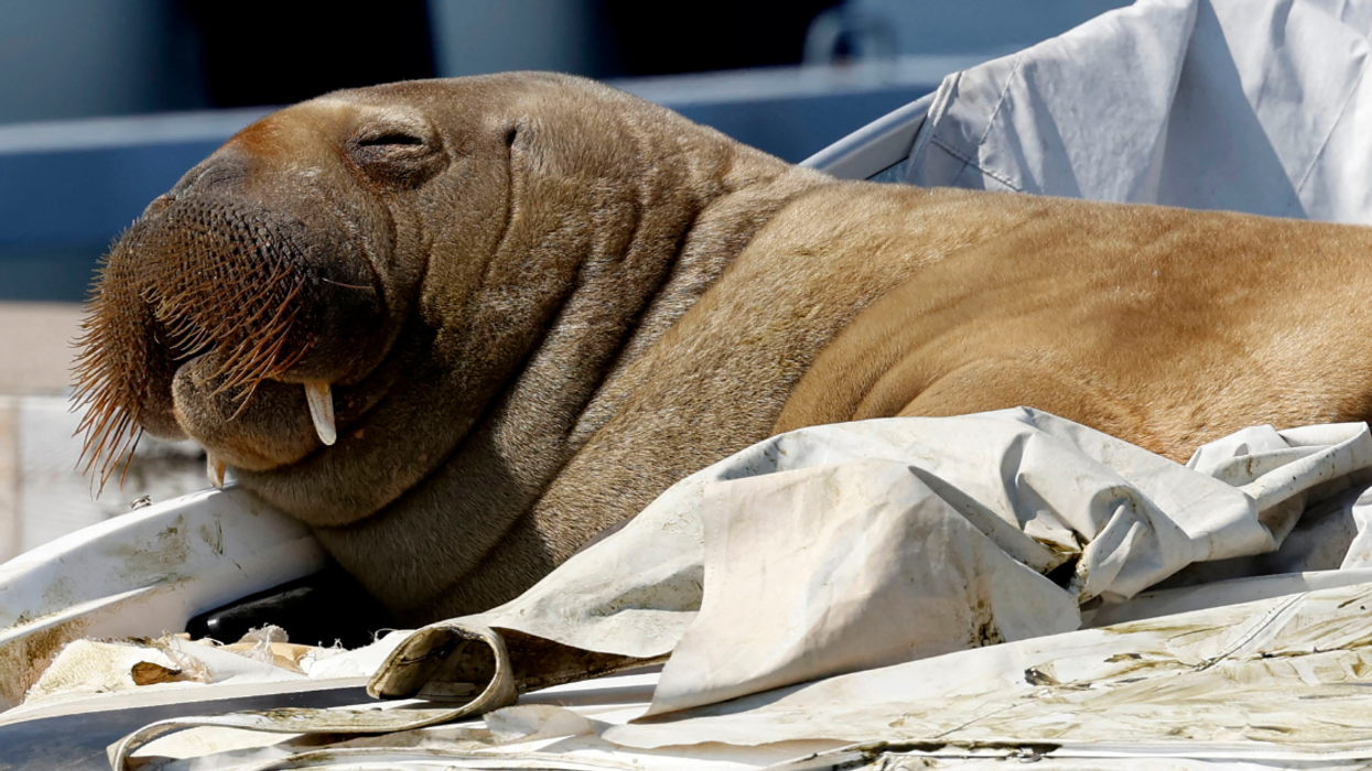 The Internet Is Outraged After Beloved Walrus Who Climbed Onto Boats In Norway Is Euthanized